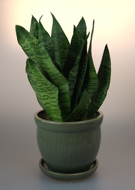 Sansevieria Black Coral