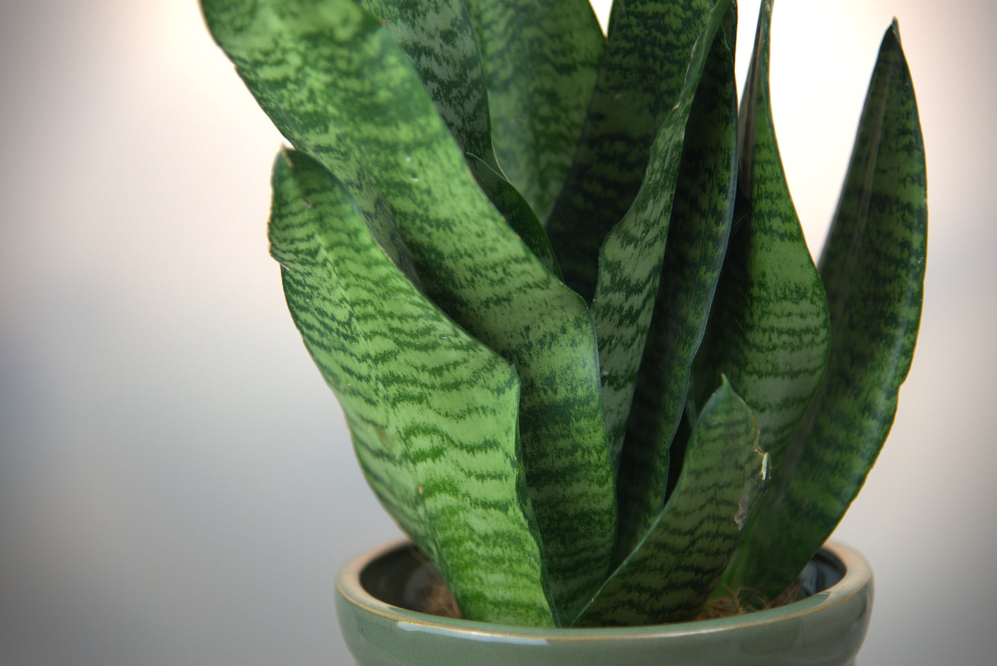 Sansevieria Trifasciata Black Coral