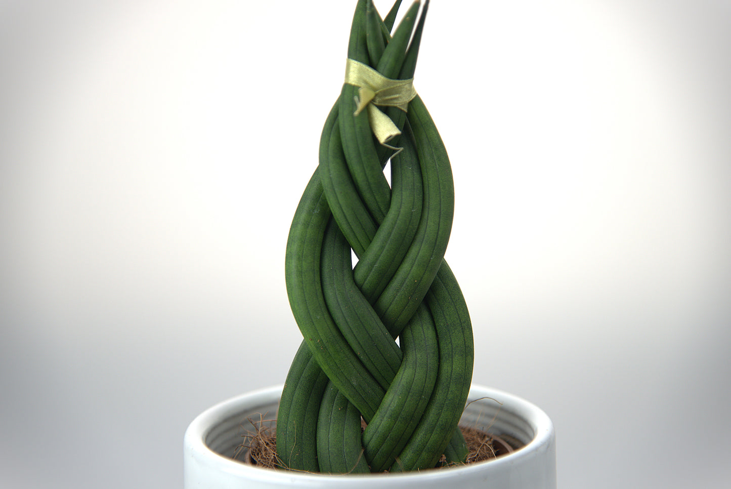 Sansevieria Cylindrica Braid