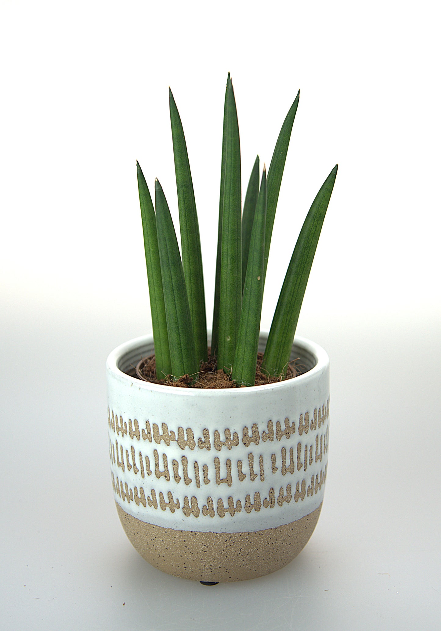 Sansevieria Cylindrica Tough Guy