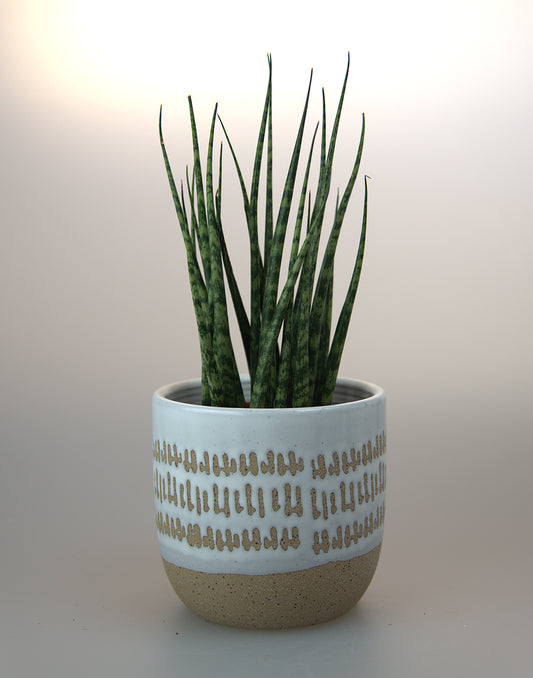 Sansevieria Fernwood Mikado