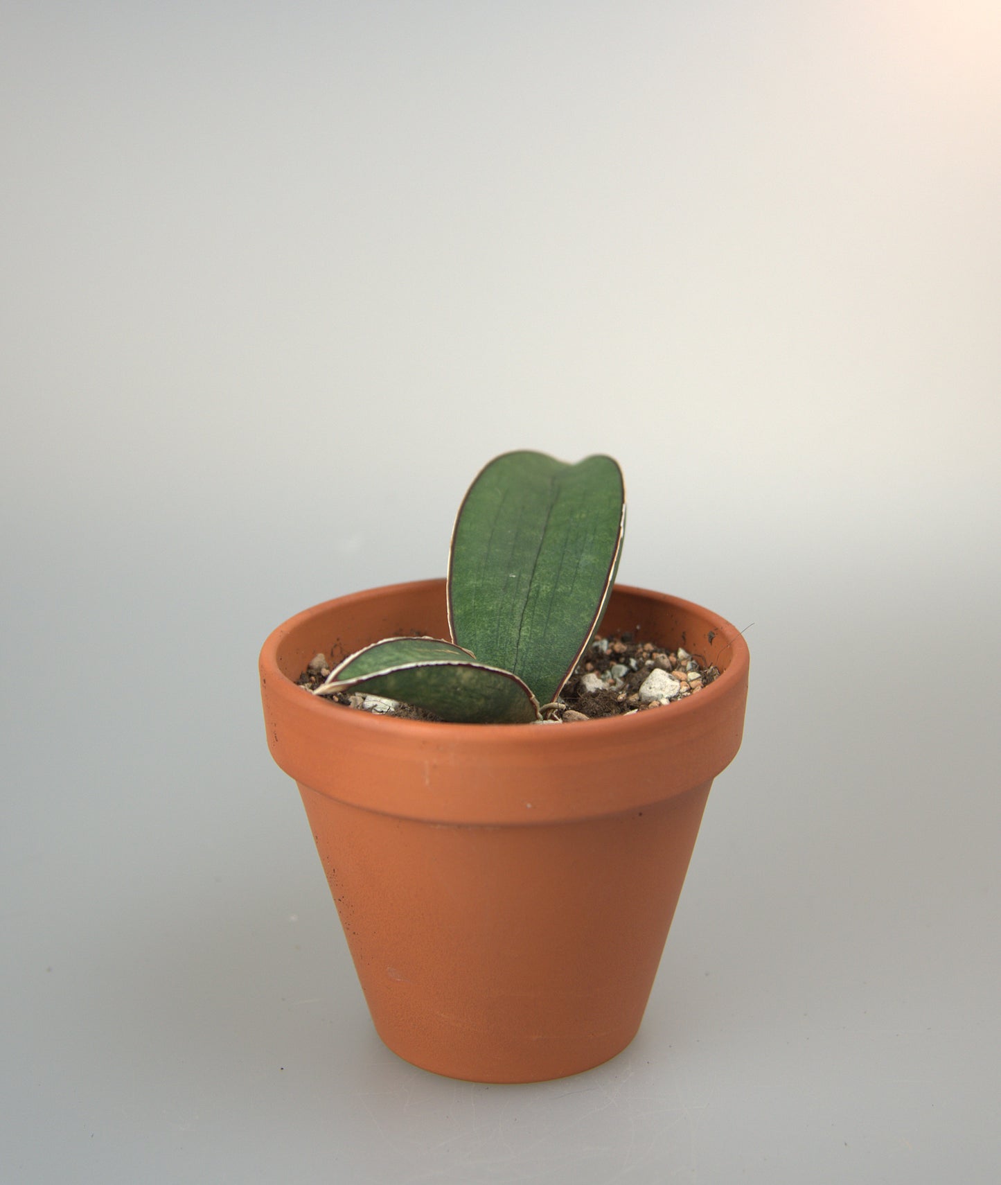 Sansevieria Halii Blue Bat