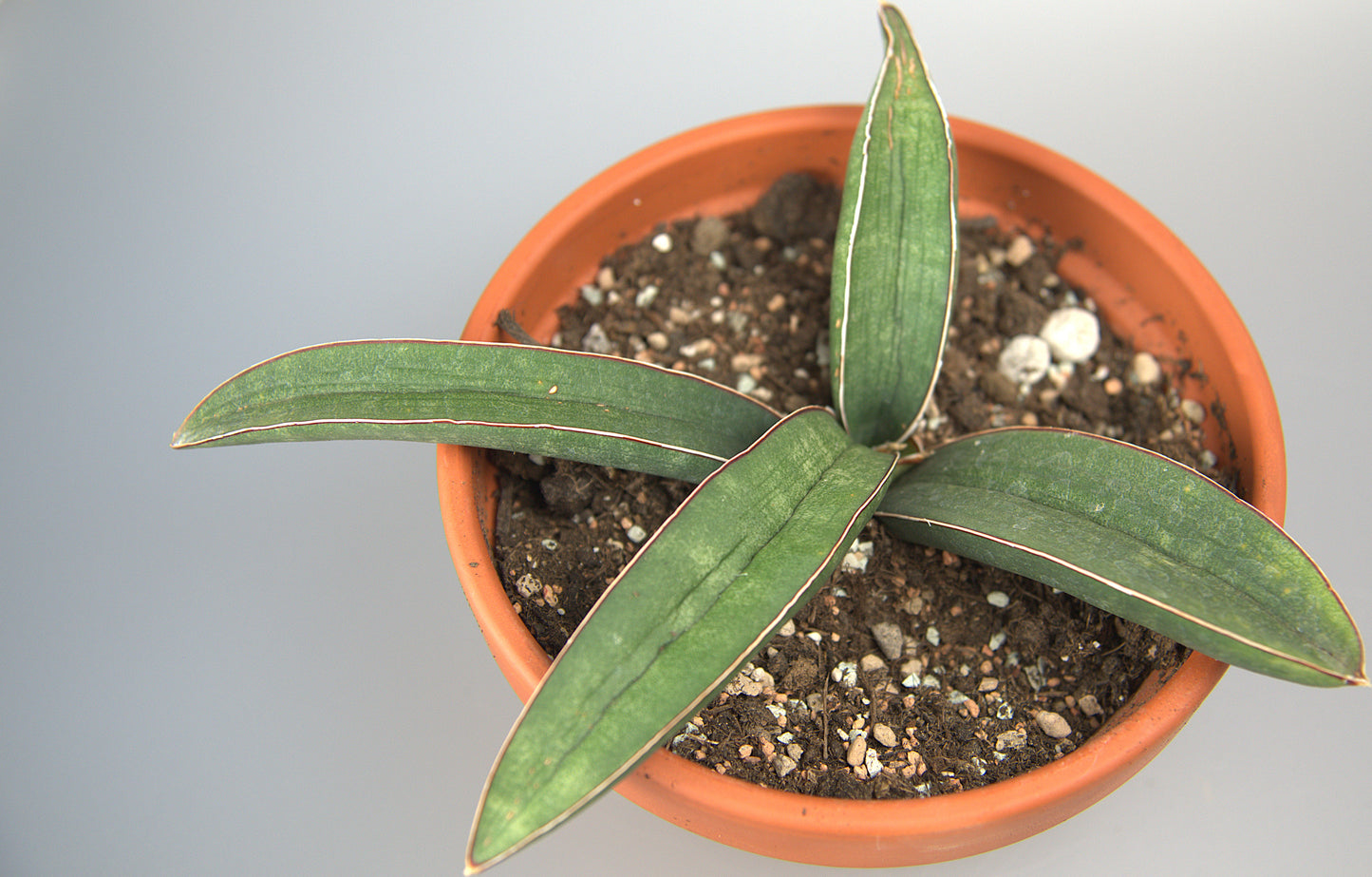 Sansevieria Halii Blue Bat