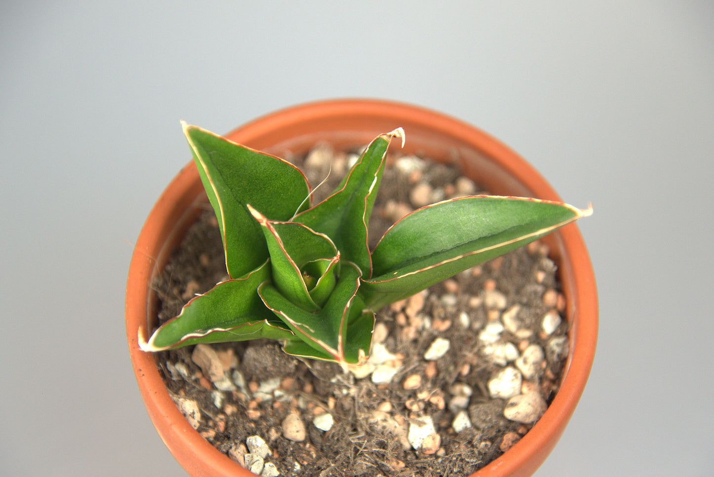 Sansevieria Hybrid Pagoda Tower