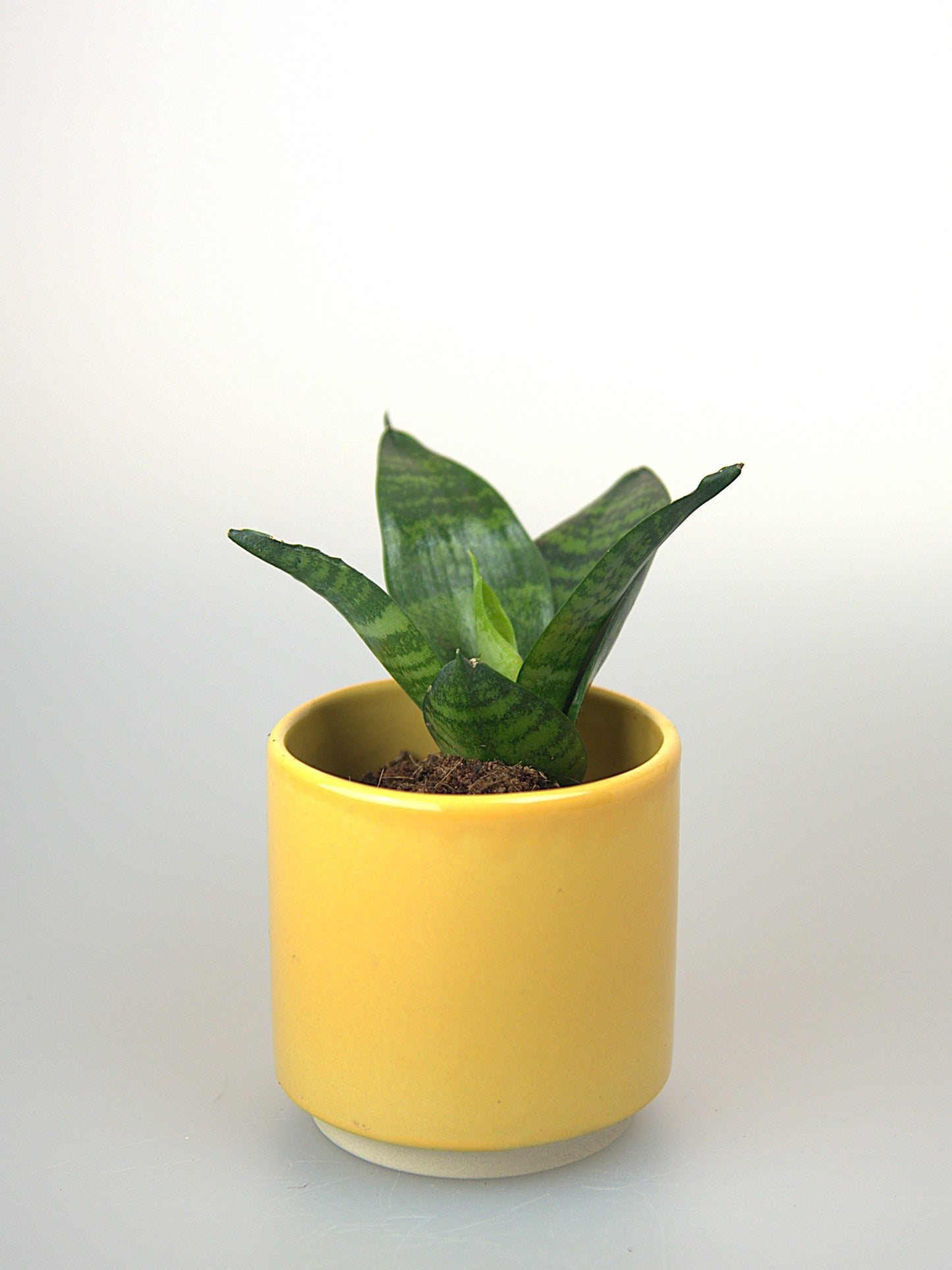 Sansevieria Trifasciata Hahnii Green