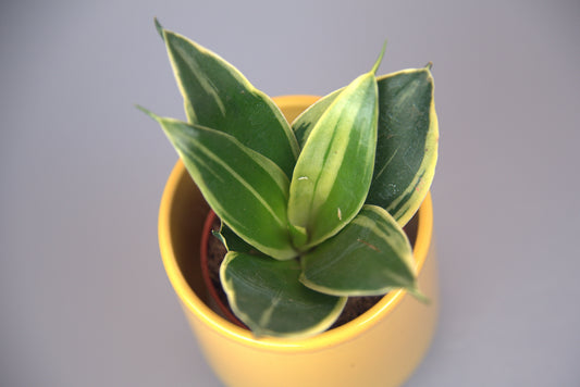 Sansevieria Trifasciata Hahnii Honey Bunny