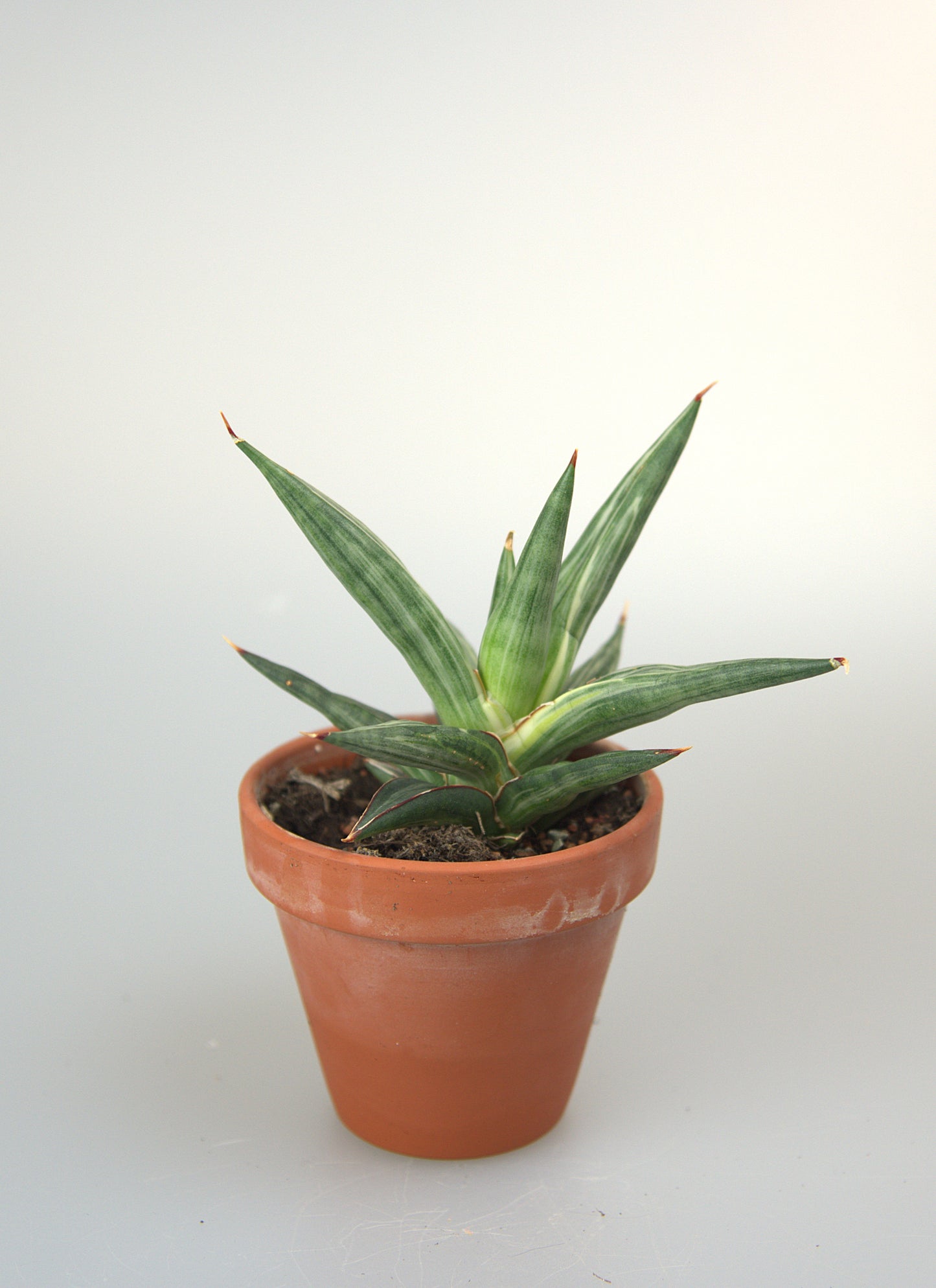 Sansevieria ALL Night Star