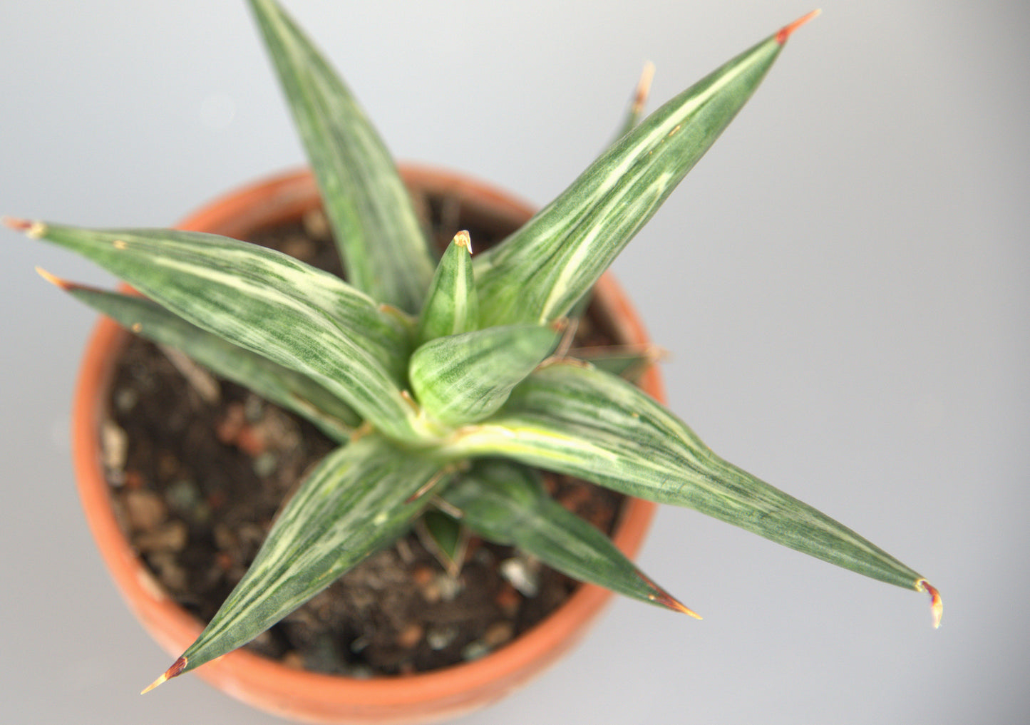 Sansevieria ALL Night Star