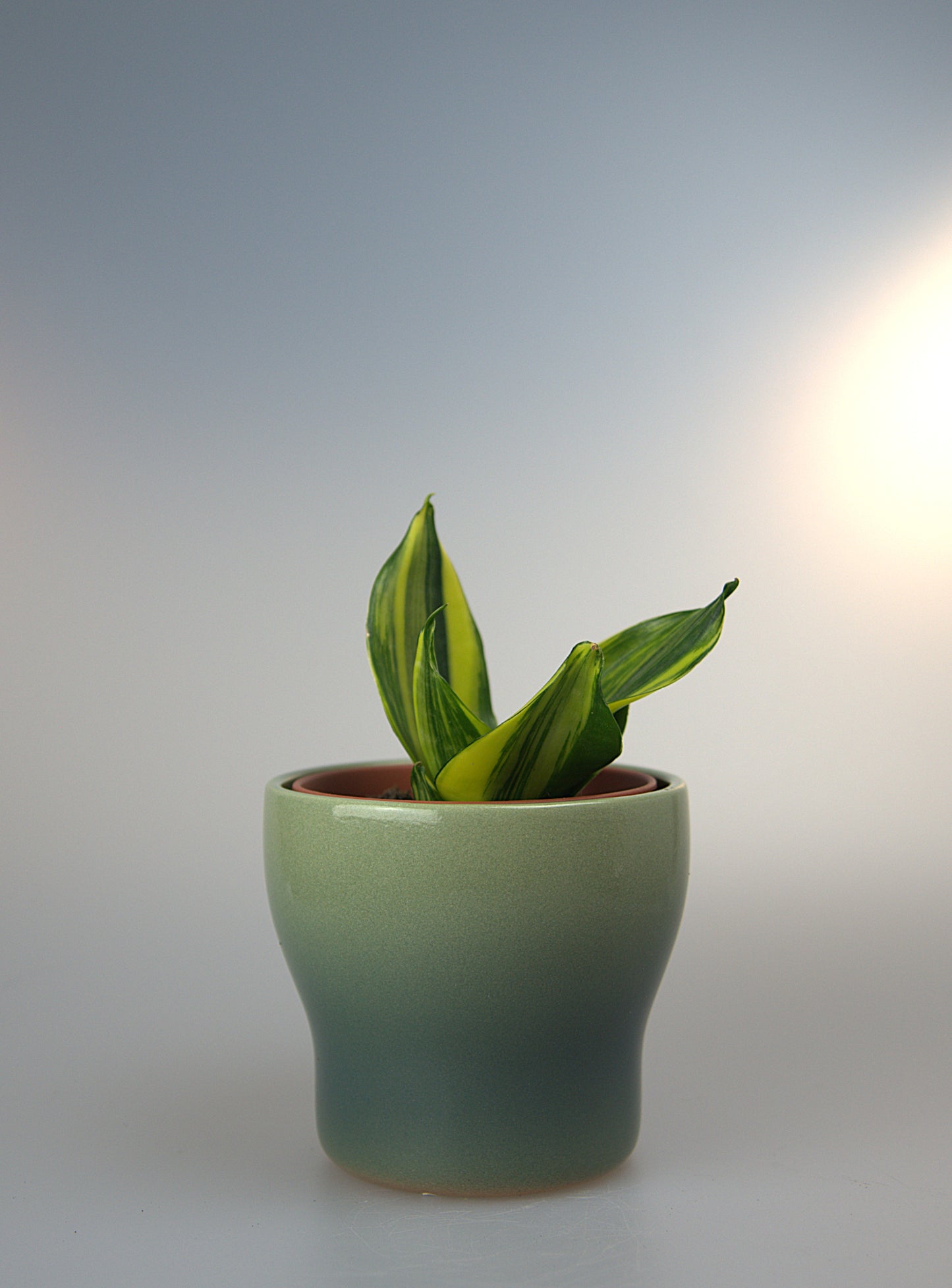 Sansevieria Hahnii Mould Variegated
