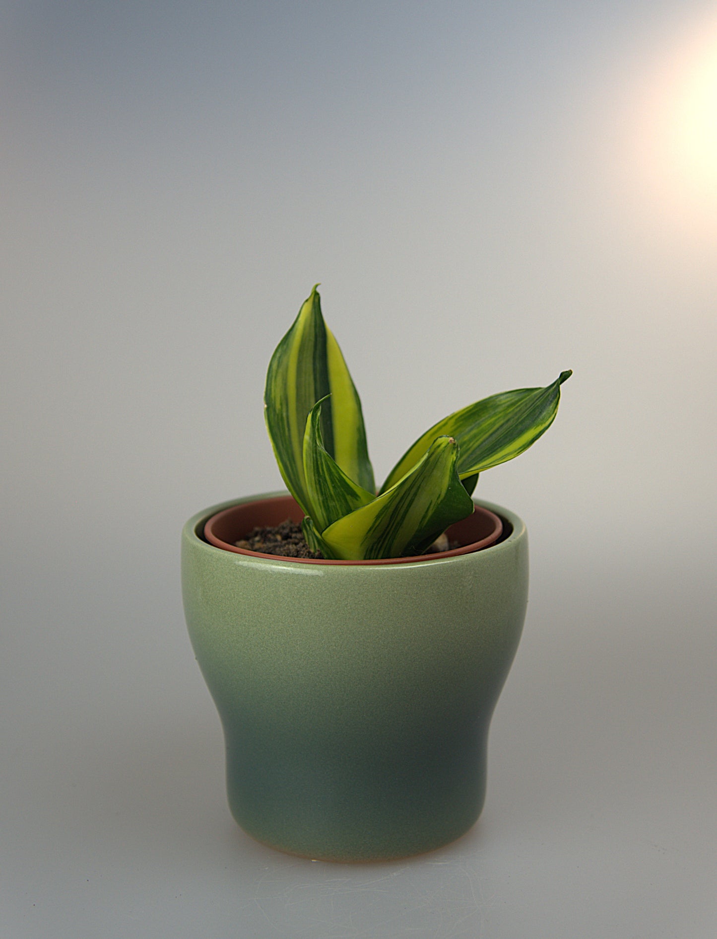 Sansevieria Hahnii Mould Variegated