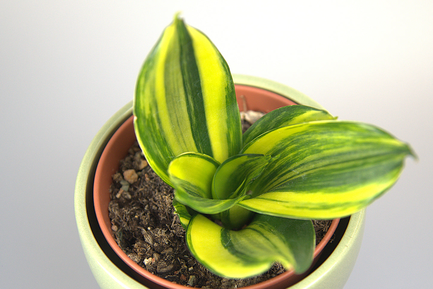 Sansevieria Hahnii Mould Variegated