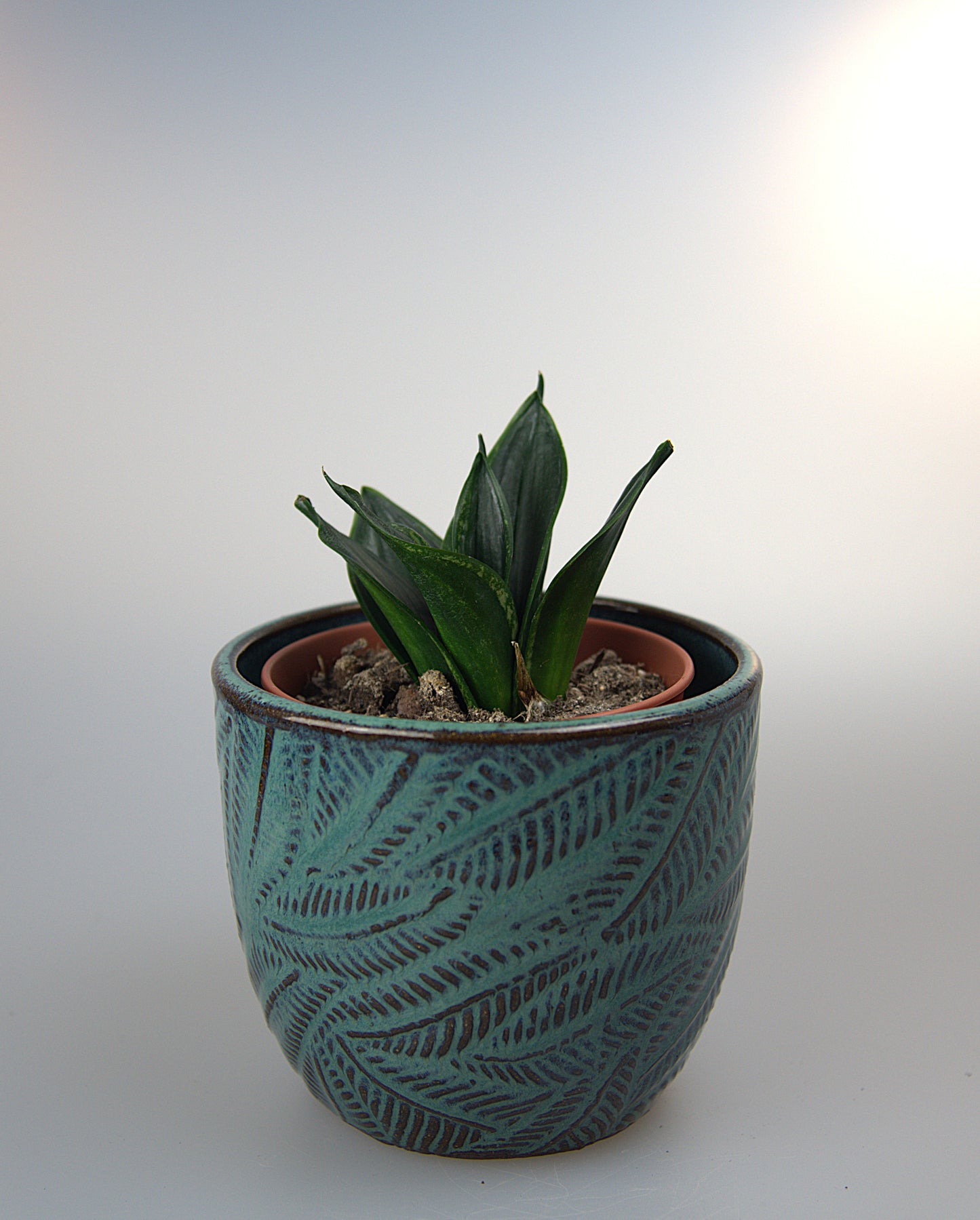 Sansevieria Trifasciata Hahnii Loops Pride