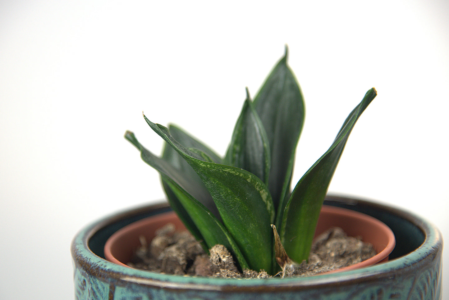 Sansevieria Trifasciata Hahnii Loops Pride