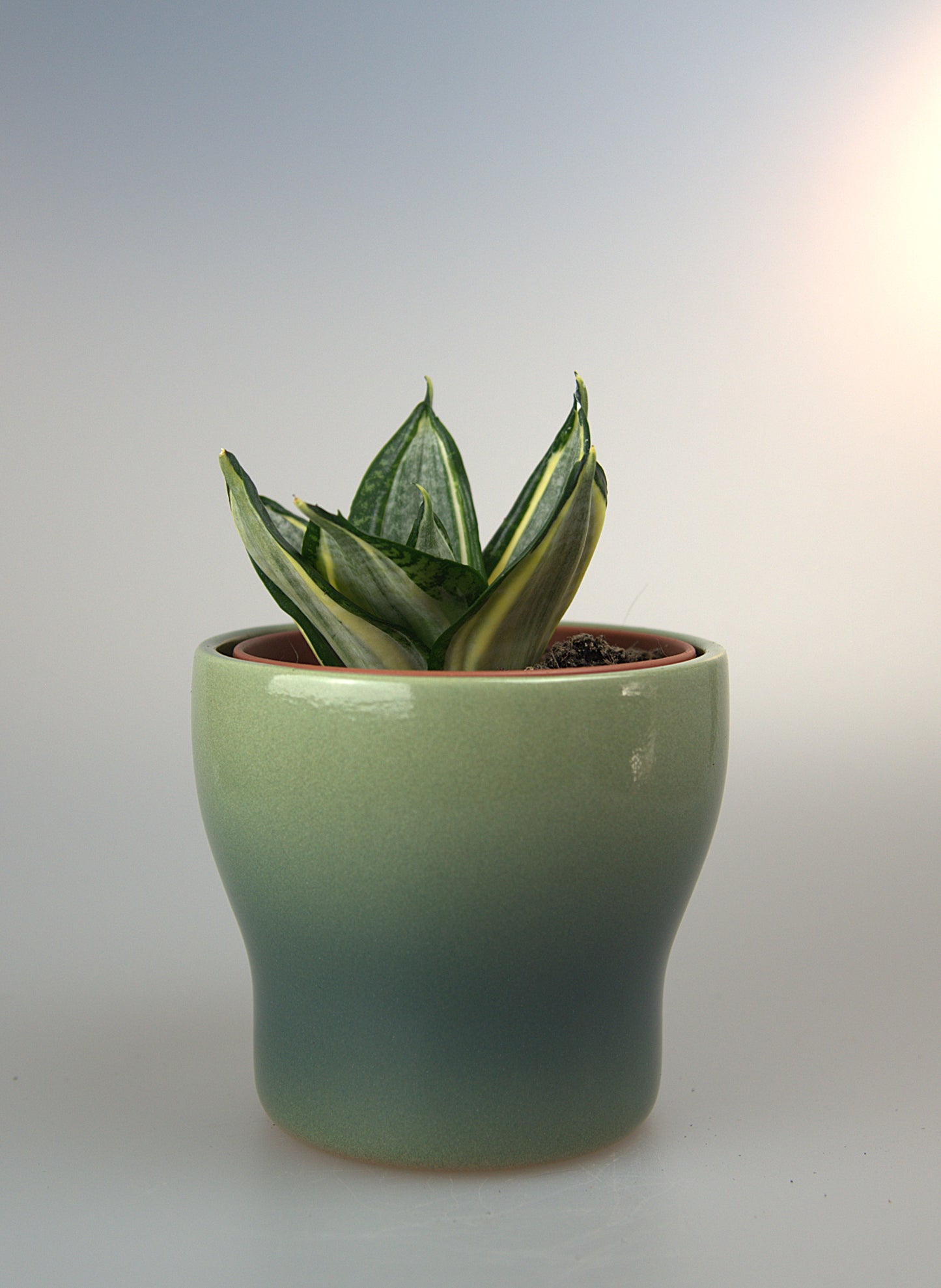 Sansevieria Hahnii Zebra