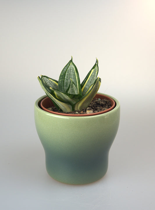 Sansevieria Hahnii Zebra