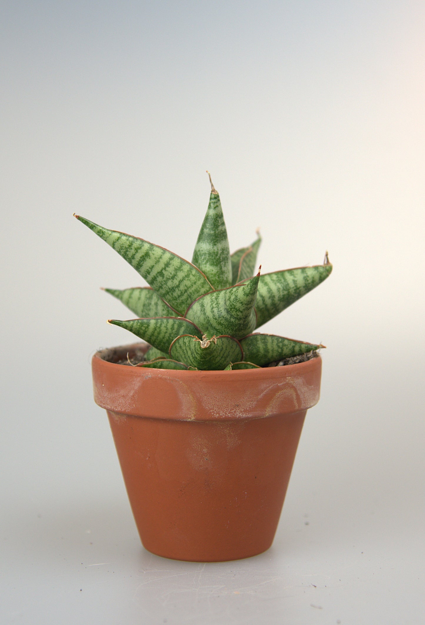 Sansevieria Hybrid Ghuto