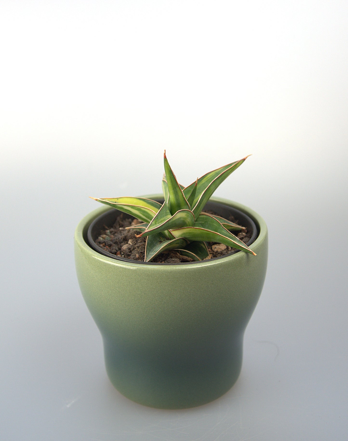 Sansevieria Hybrid Lawang