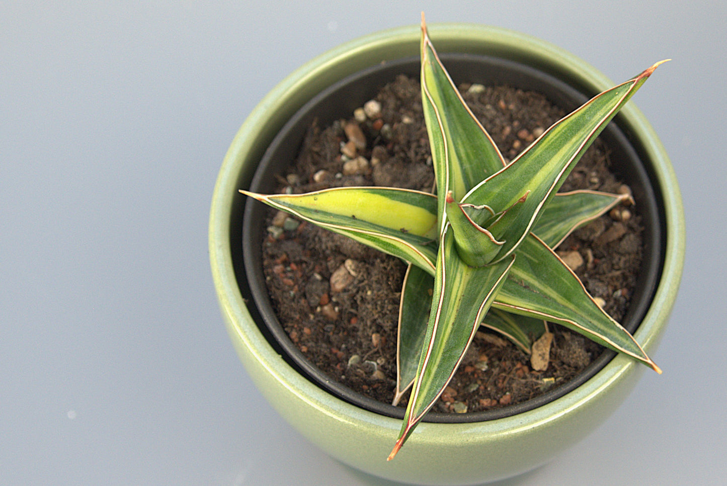 Sansevieria Hybrid Lawang