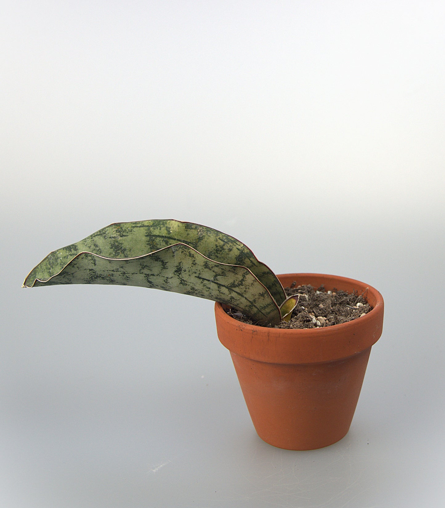 Sansevieria Kirkii White Nena