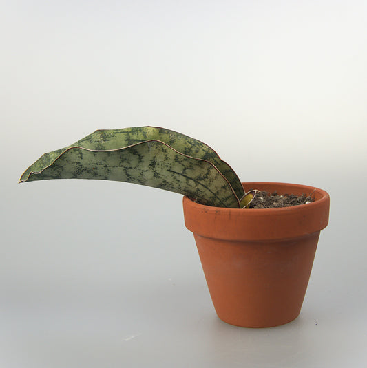 Sansevieria Kirkii White Nena