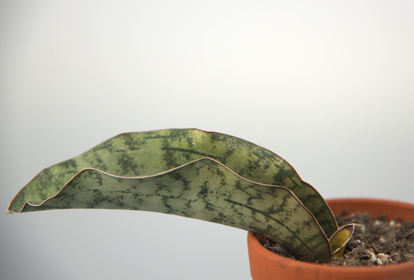 Sansevieria Kirkii White Nena
