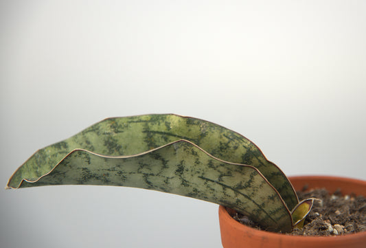 Sansevieria Kirkii White Nena