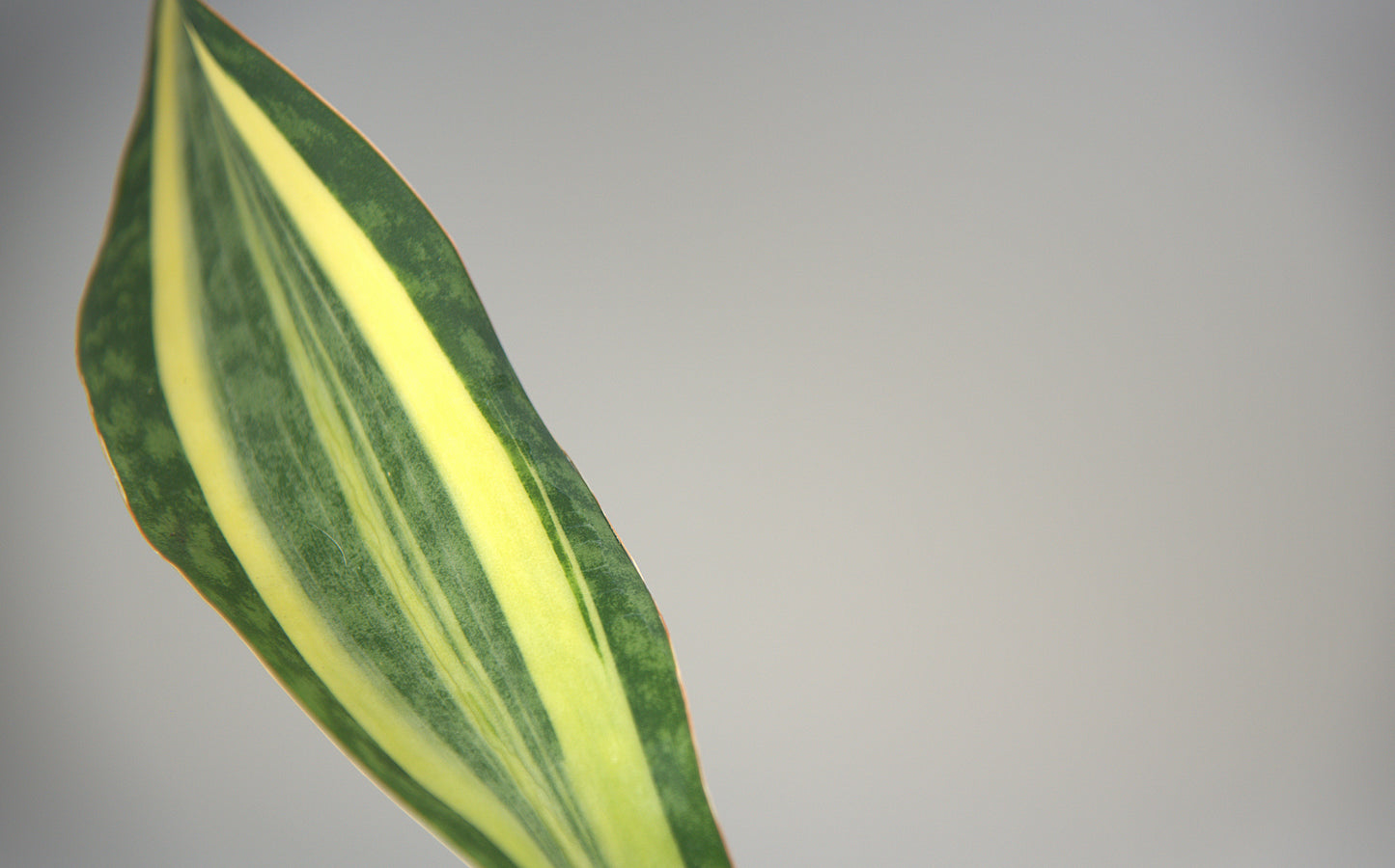 Sansevieria Masoniana White Variegated