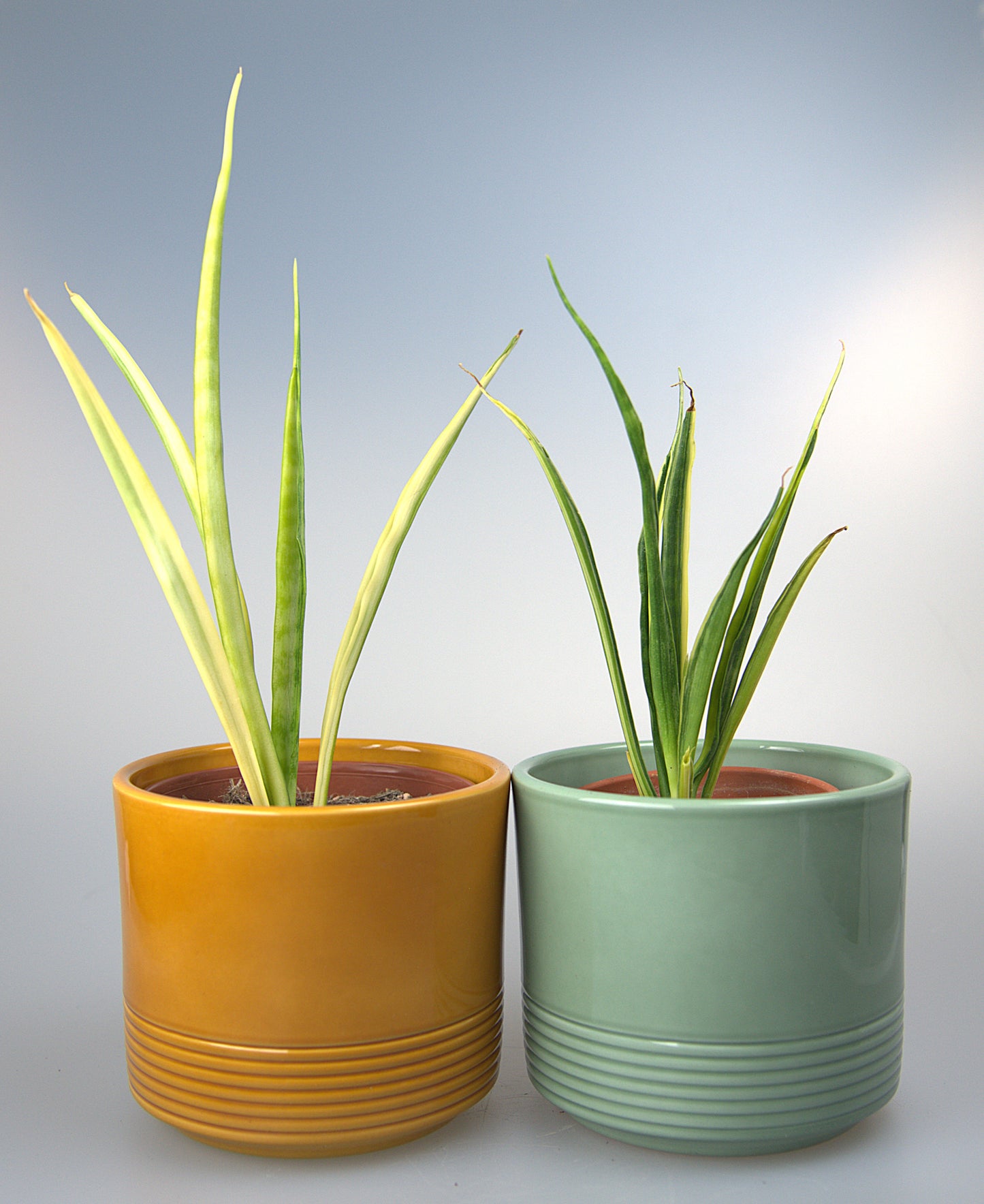 Sansevieria Parva Lancet Yellow