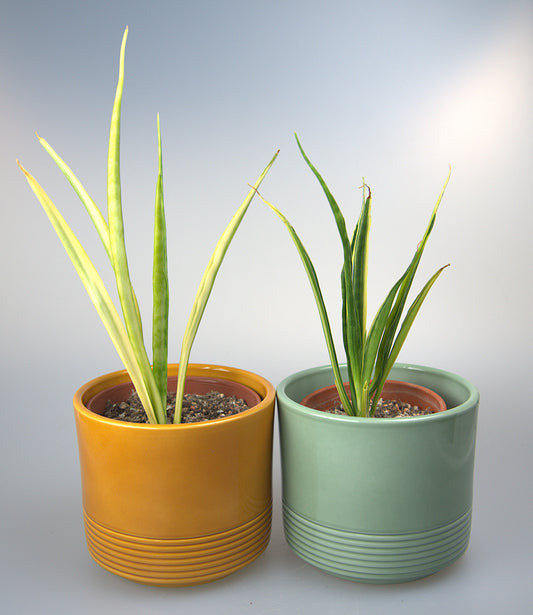 Sansevieria Parva Lancet Yellow