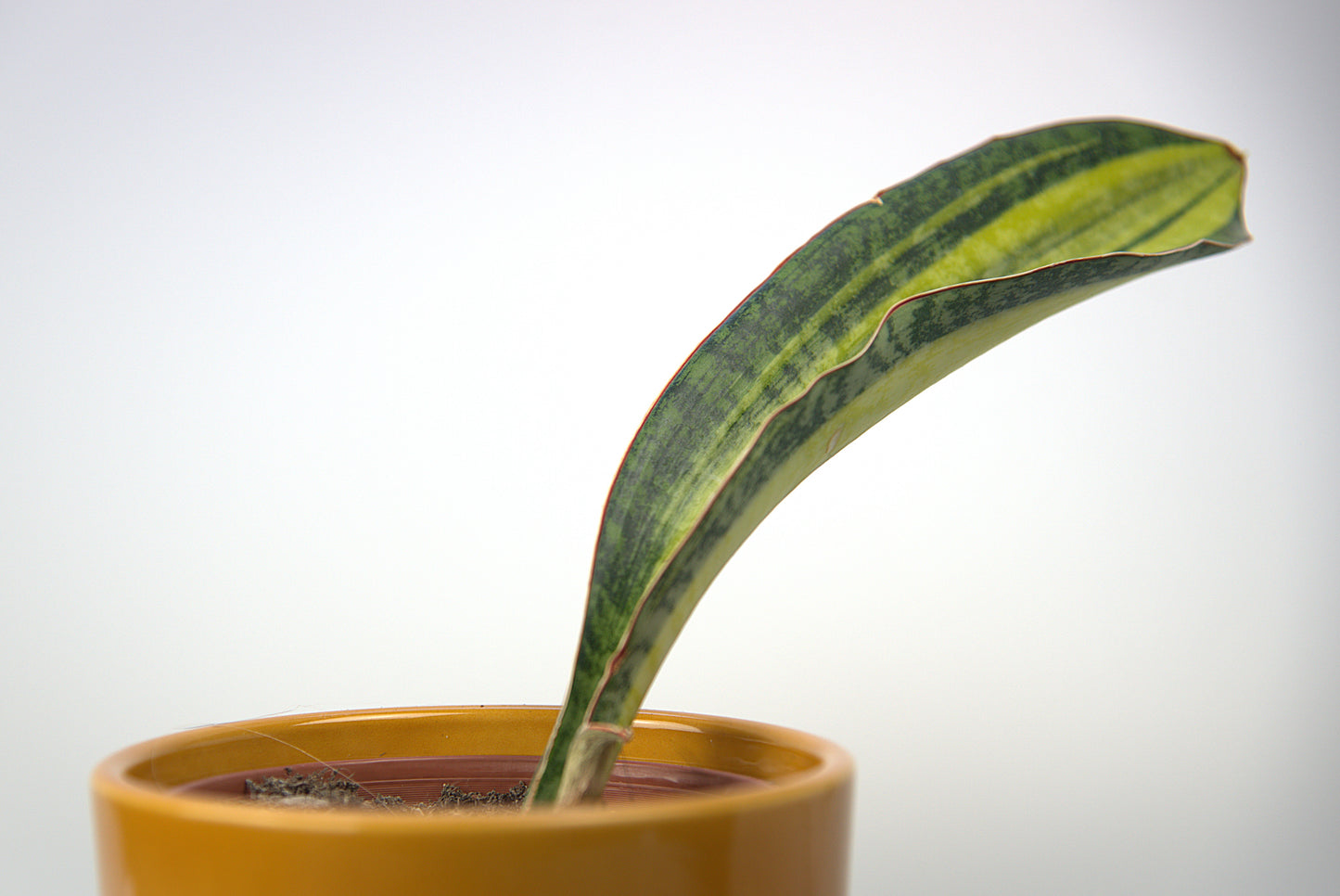 Sansevieria Phupamon Delight
