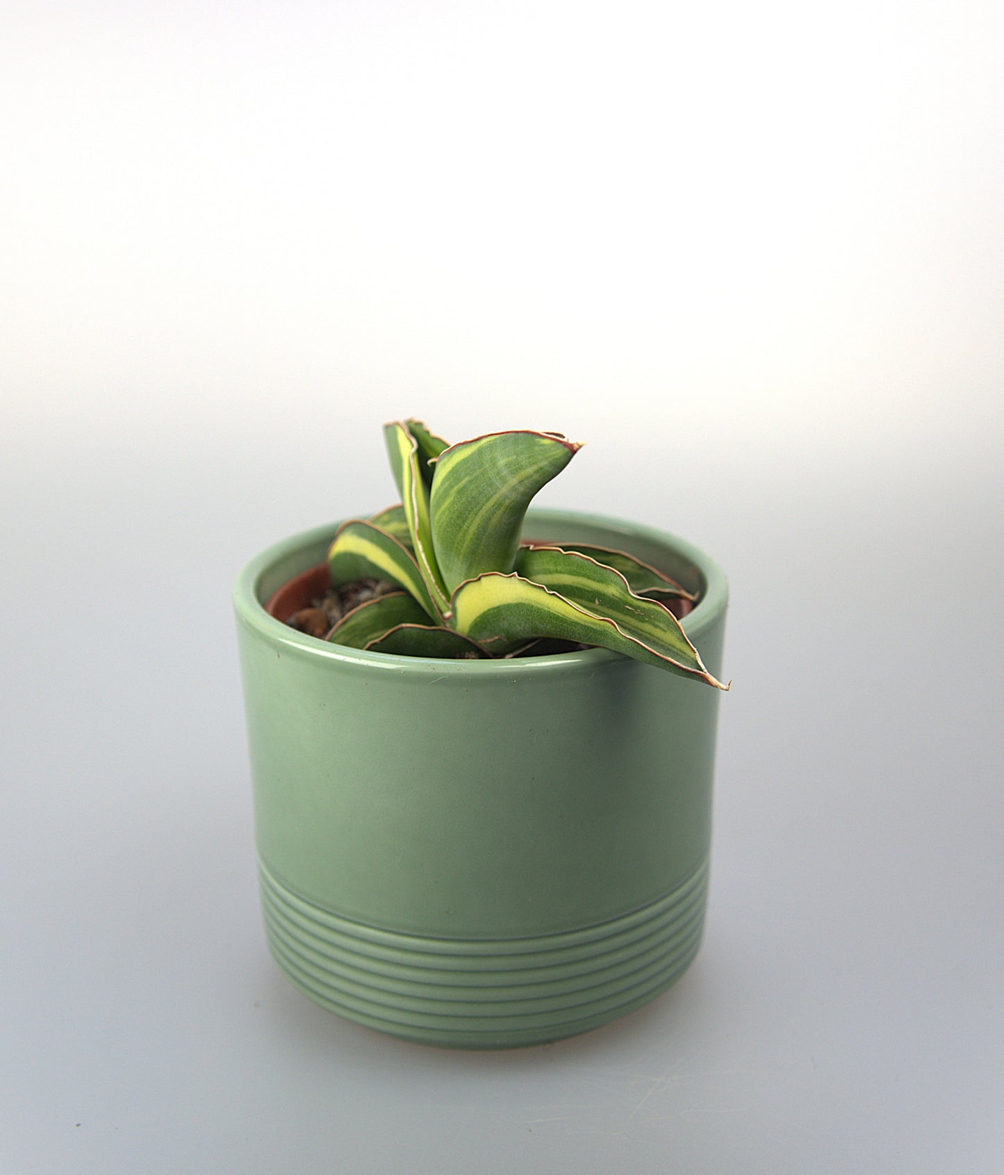 Sansevieria Robusta Variegated