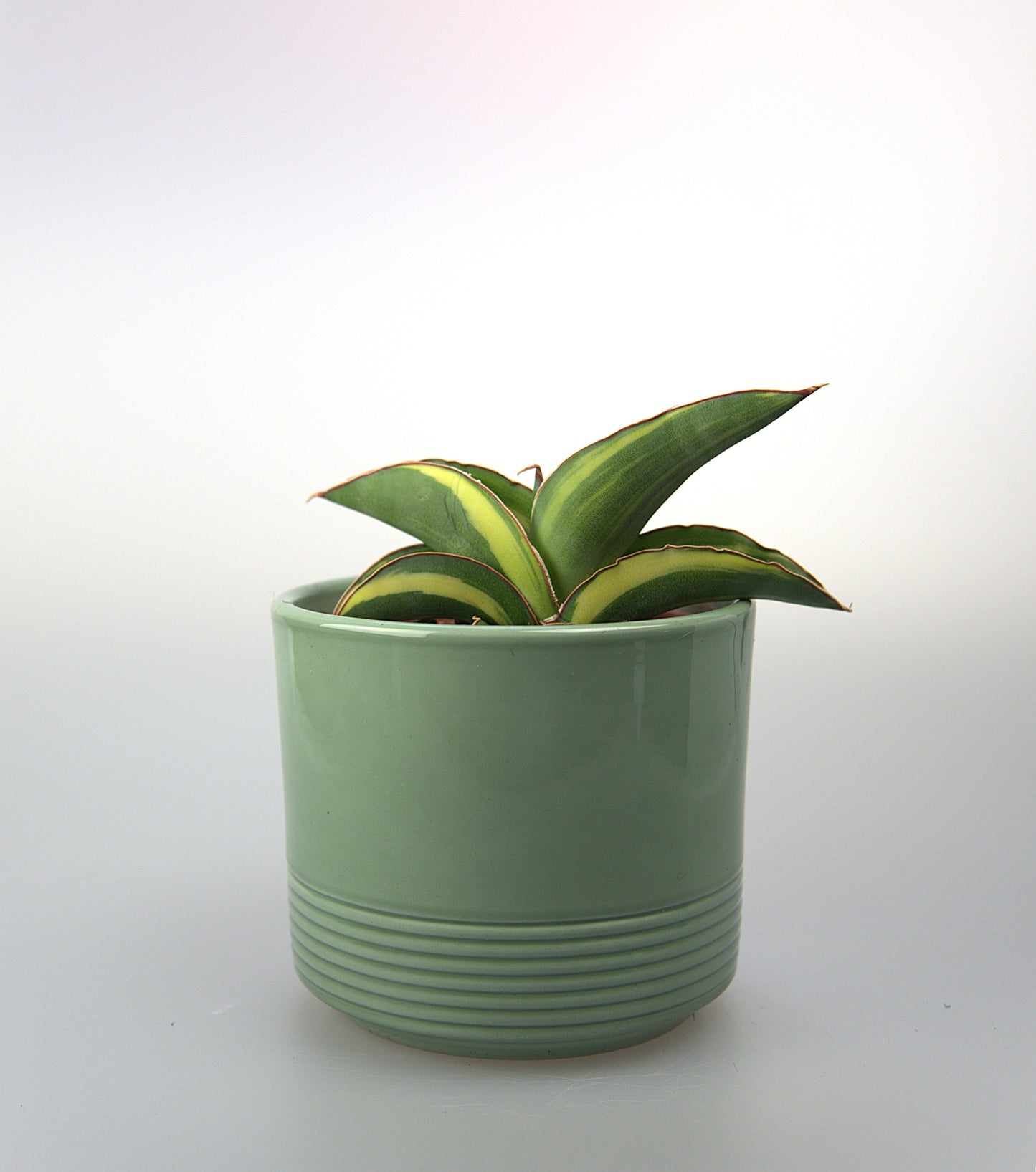 Sansevieria Robusta Variegated