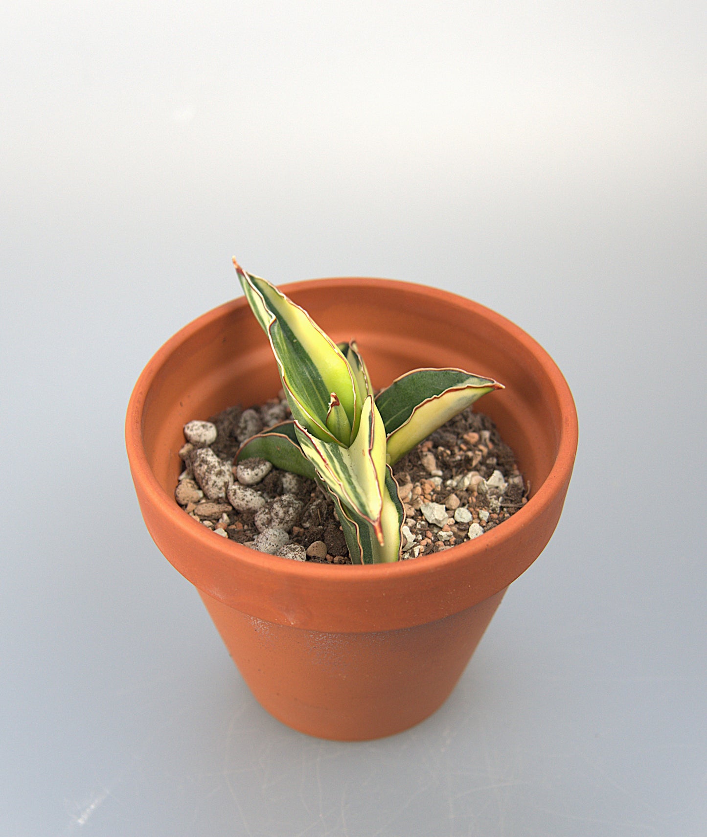 Sansevieria Robusta White Variegated