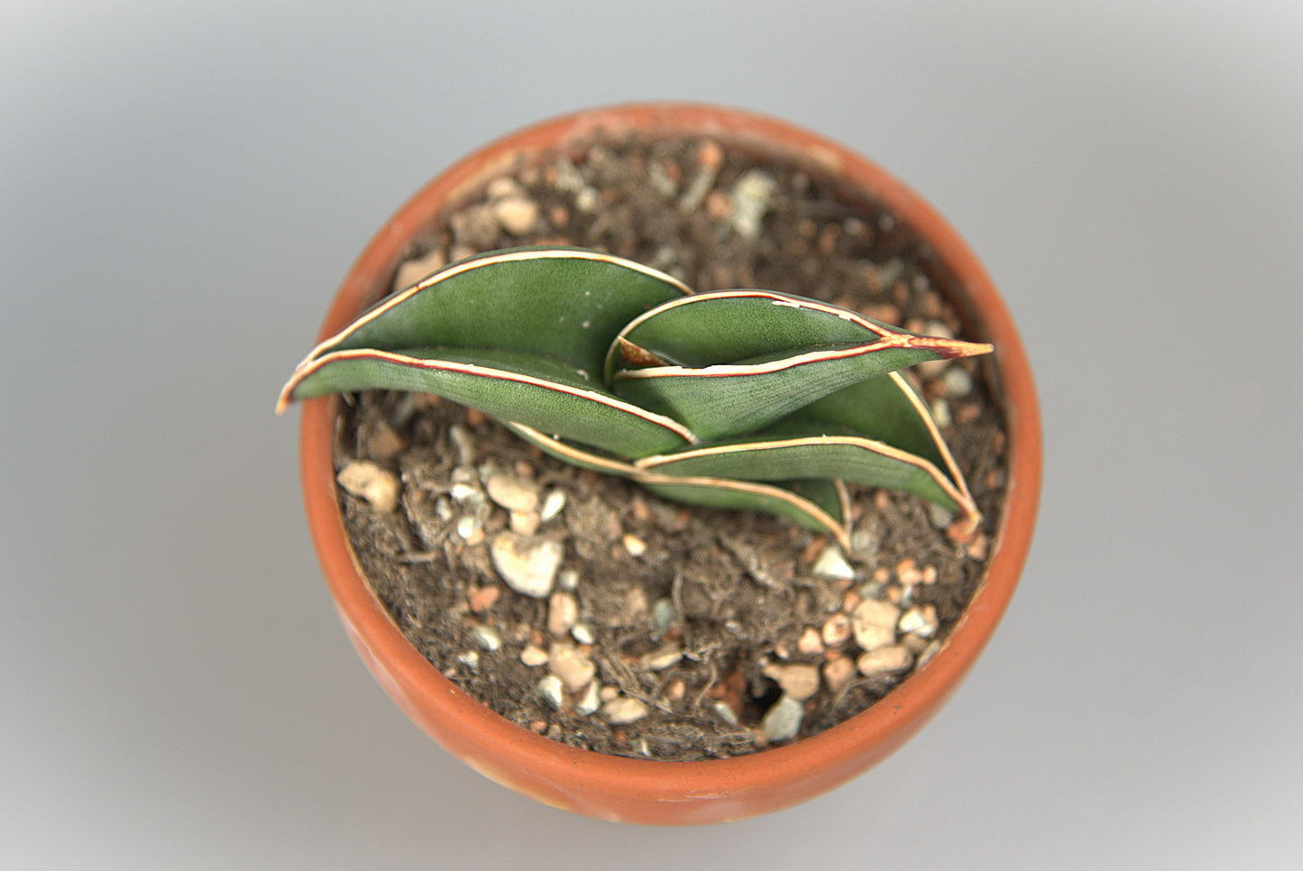 Sansevieria Rorida Green