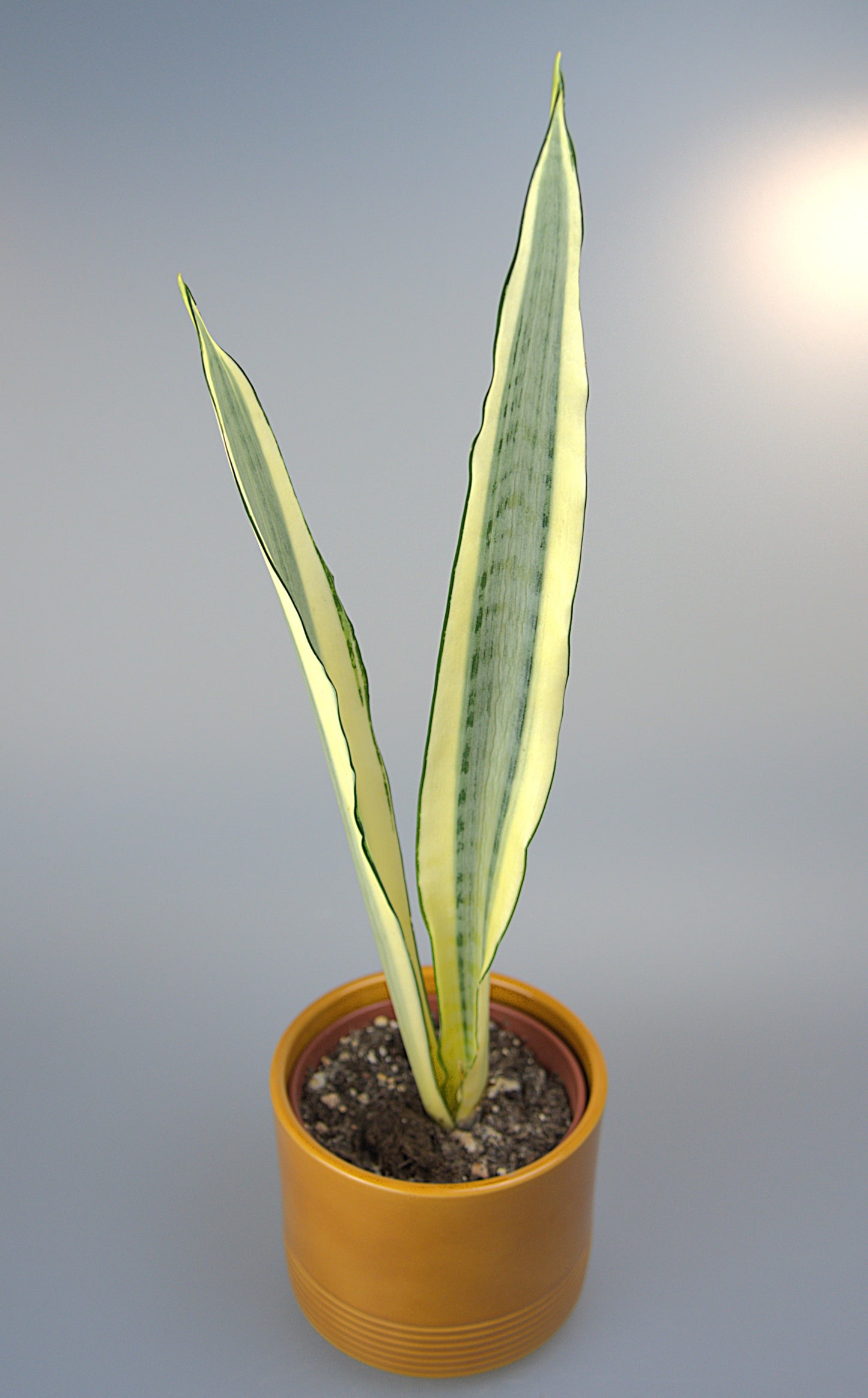 Sansevieria Trifasciata Craigii