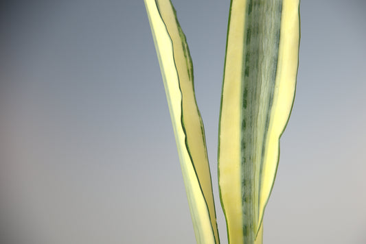 Sansevieria Trifasciata Craigii
