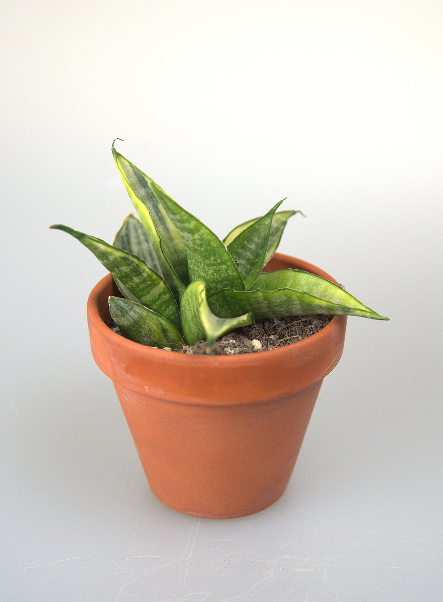 Sansevieria Cordova White Variegated