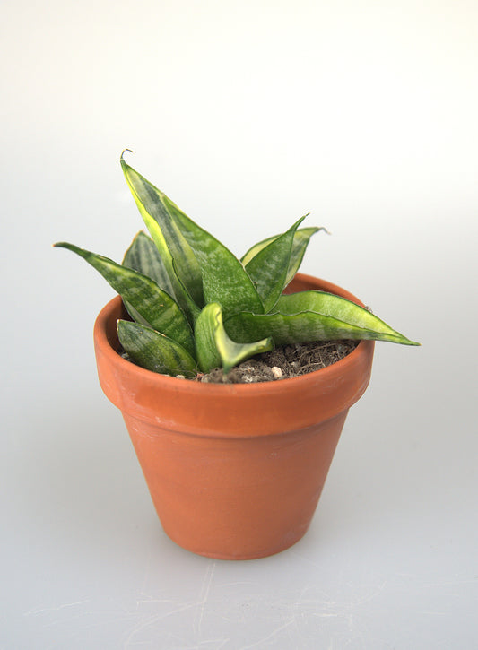 Sansevieria Cordova White Variegated