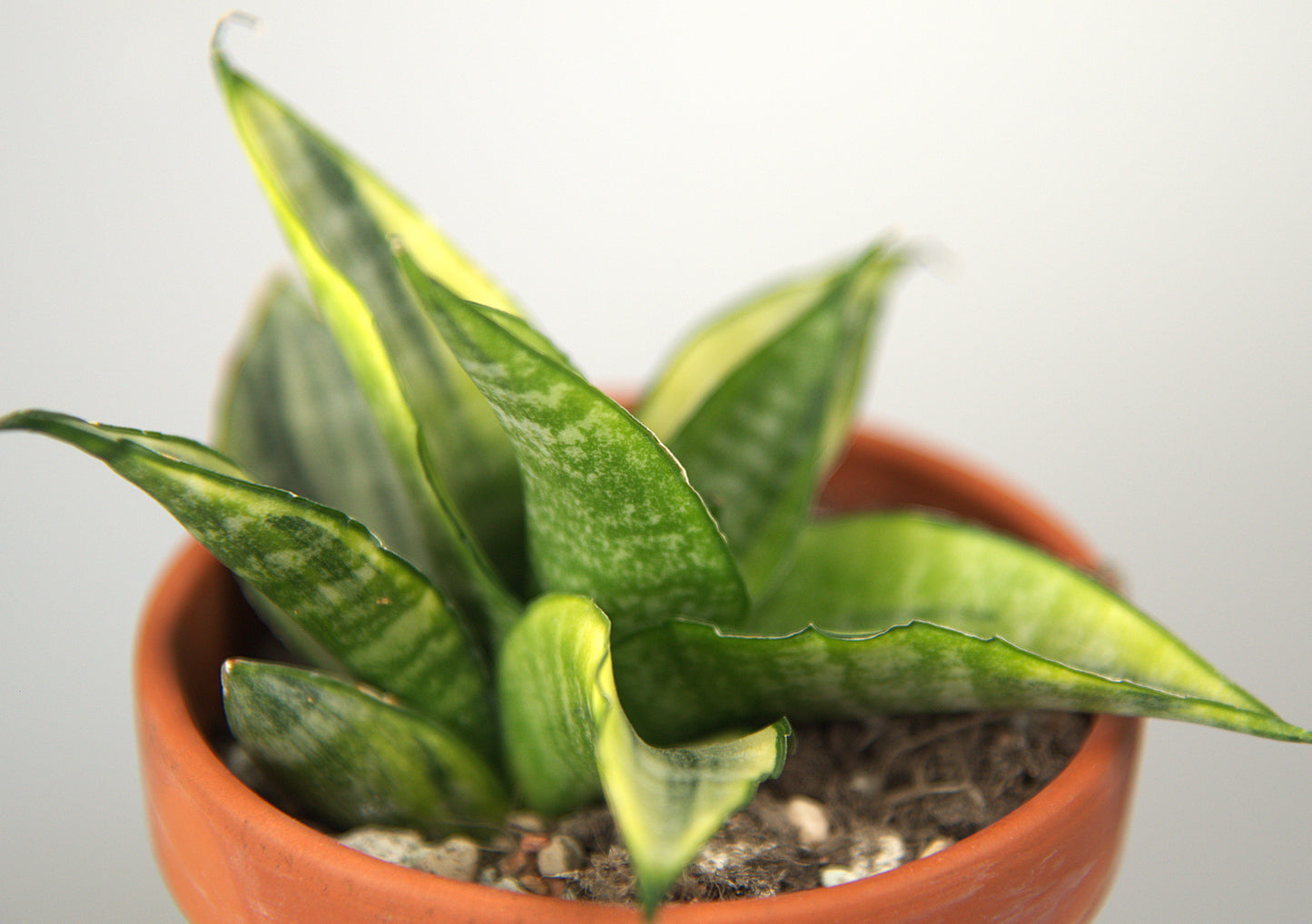 Sansevieria Cordova White Variegated