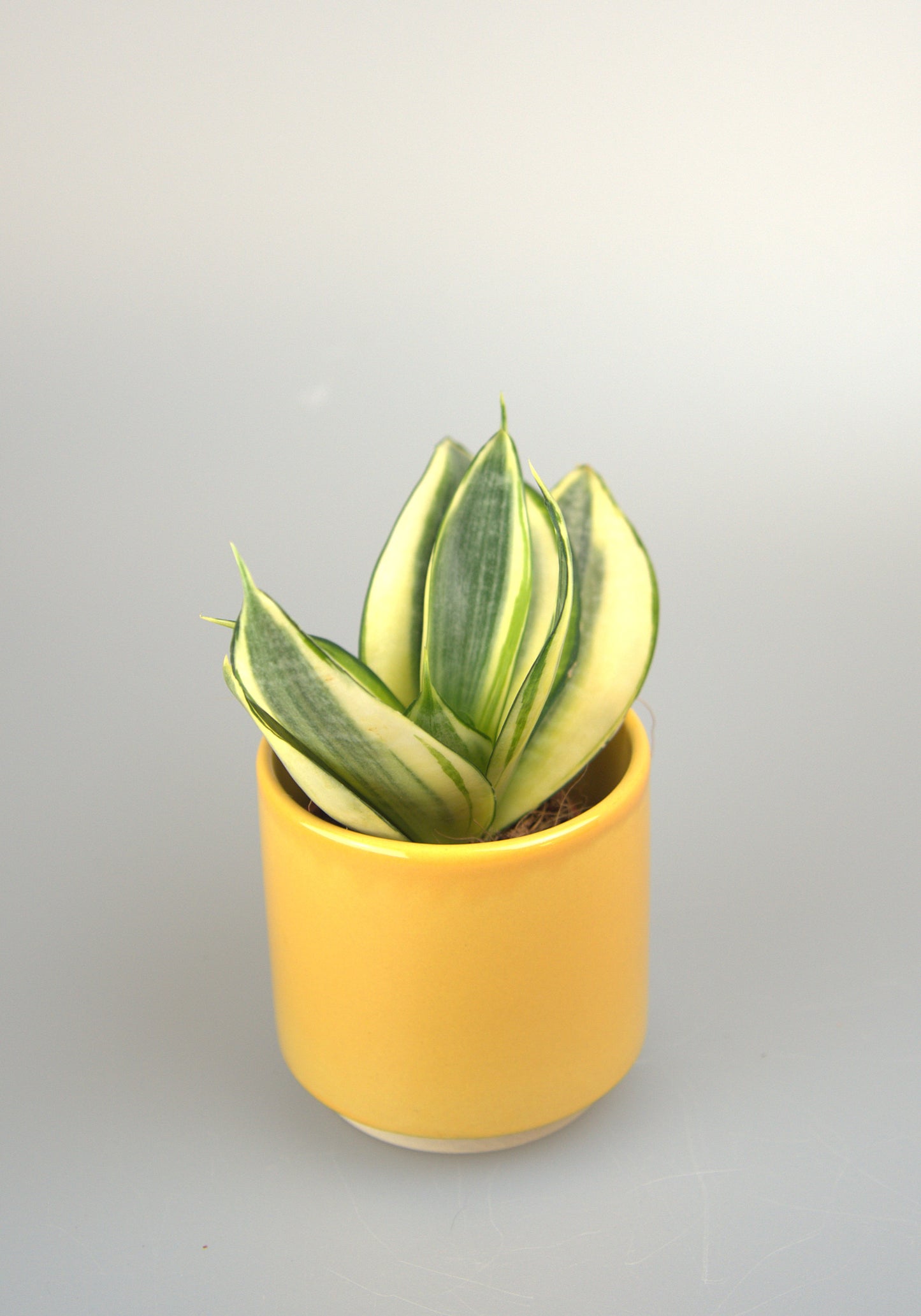 Sansevieria Golden Hahnii