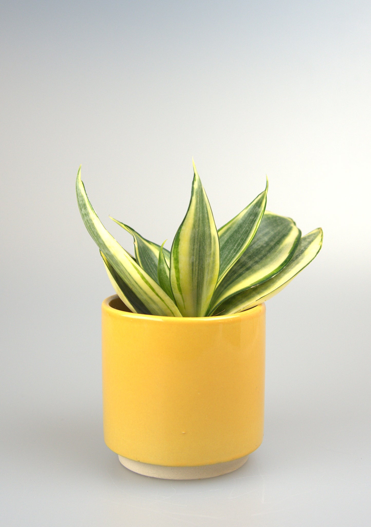 Sansevieria Golden Hahnii