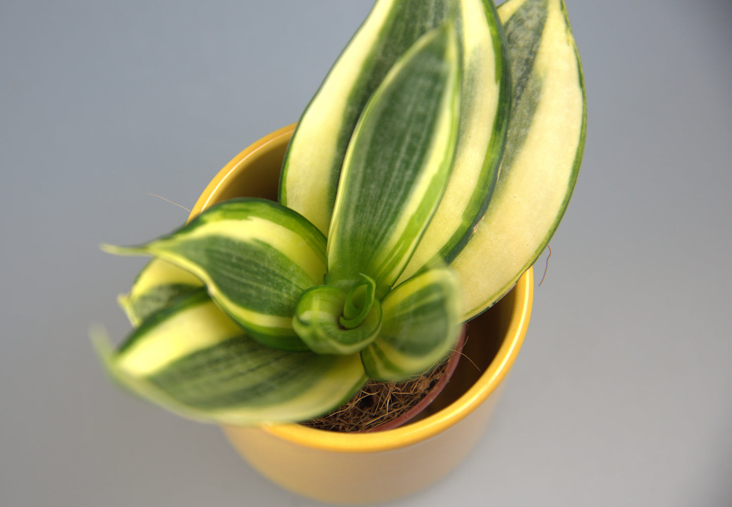 Sansevieria Golden Hahnii