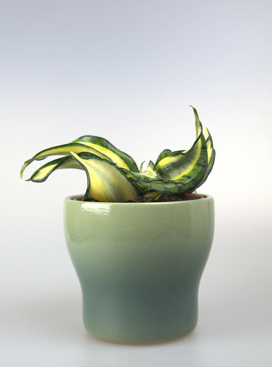 Sansevieria Golden Wendy
