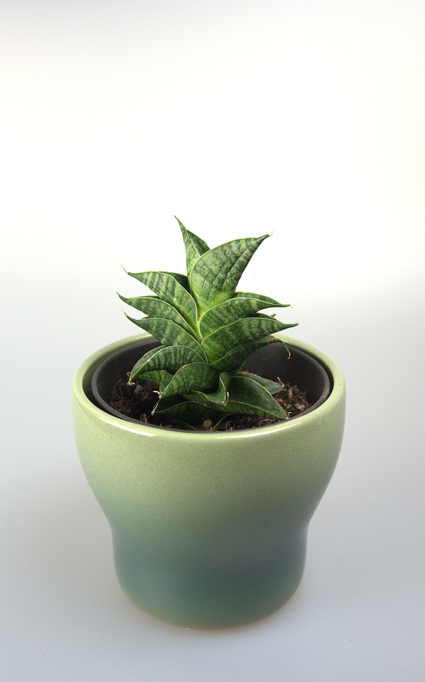 Sansevieria Hybrid Sindoro