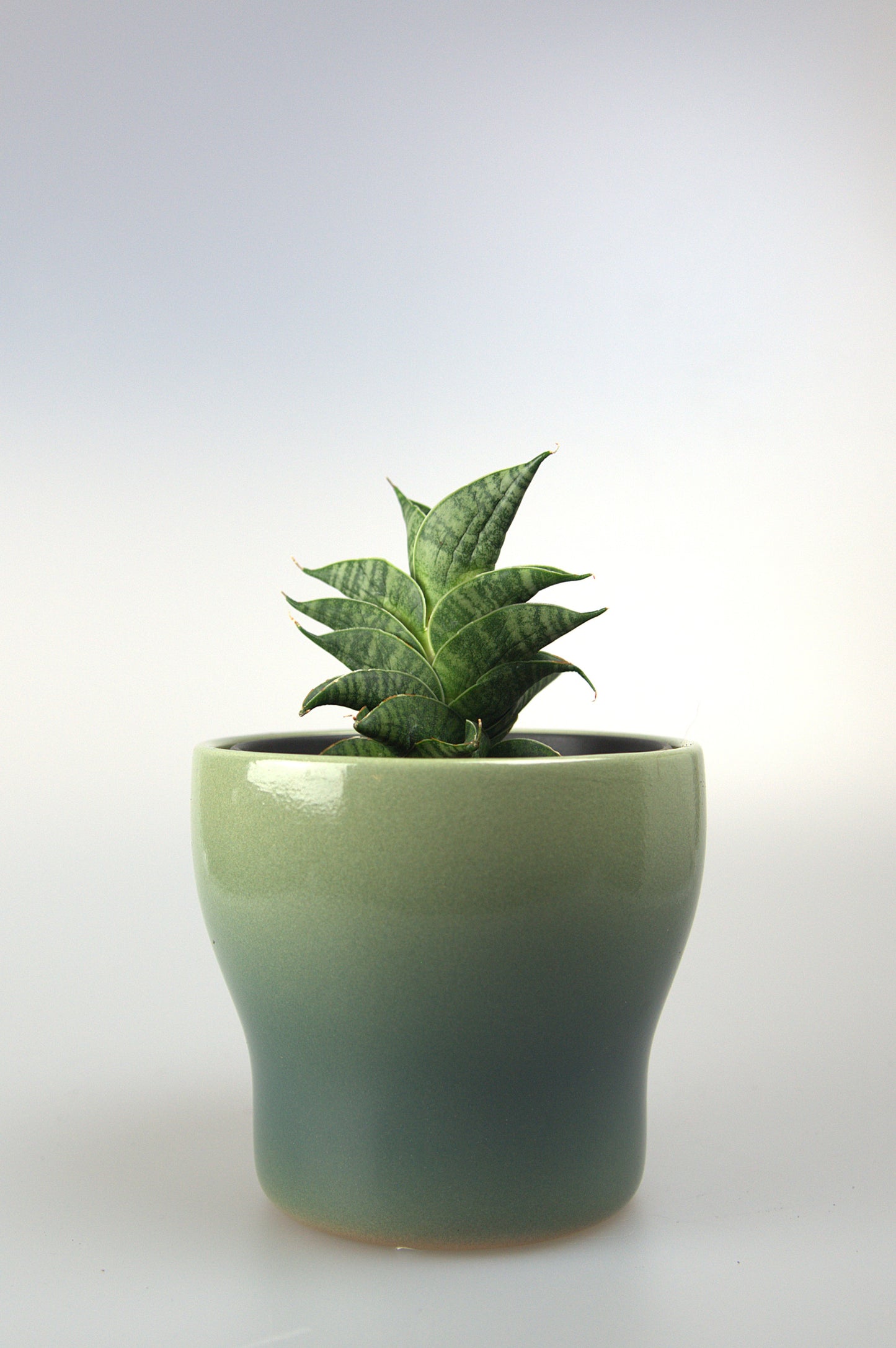 Sansevieria Hybrid Sindoro