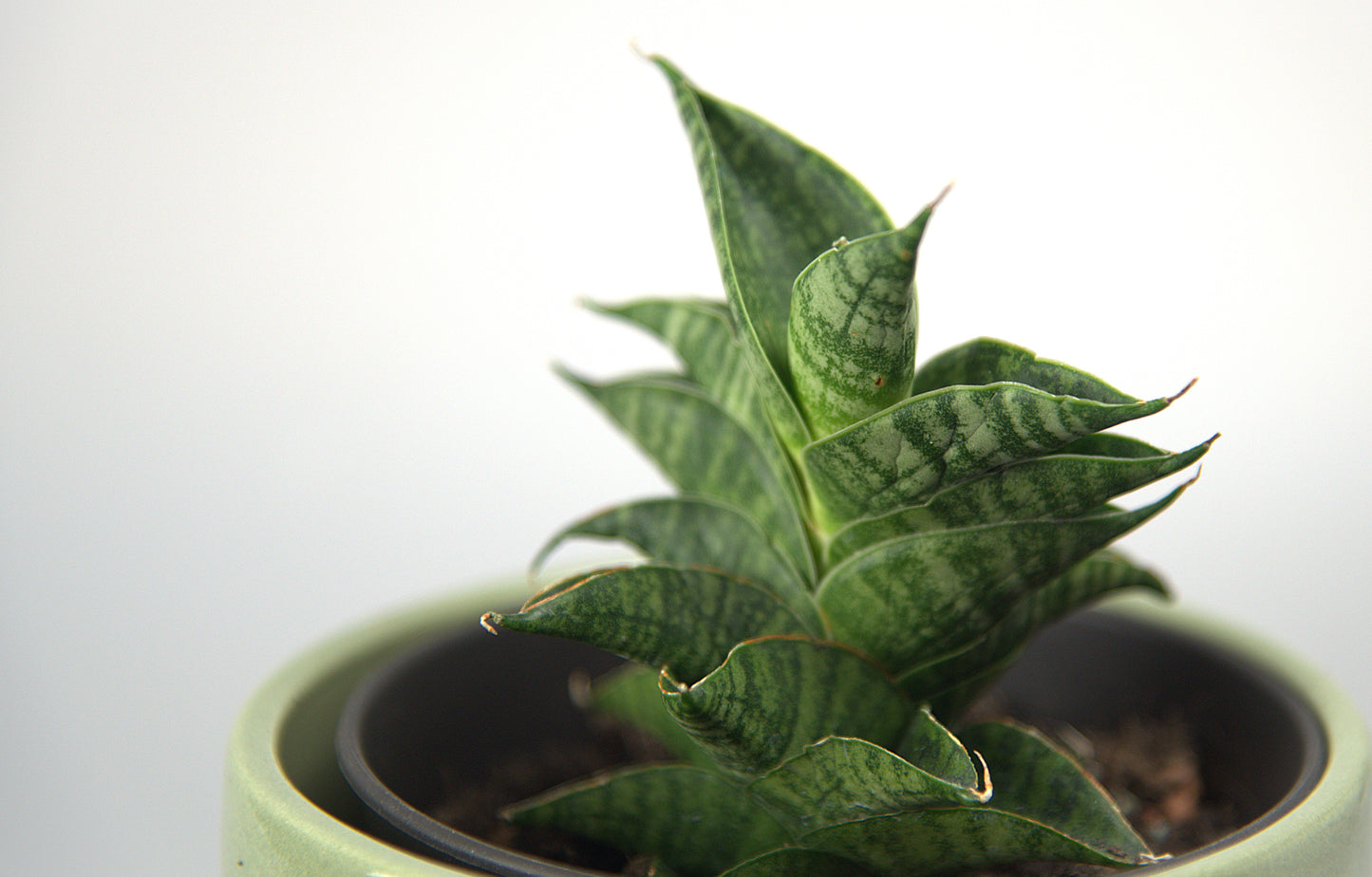 Sansevieria Hybrid Sindoro