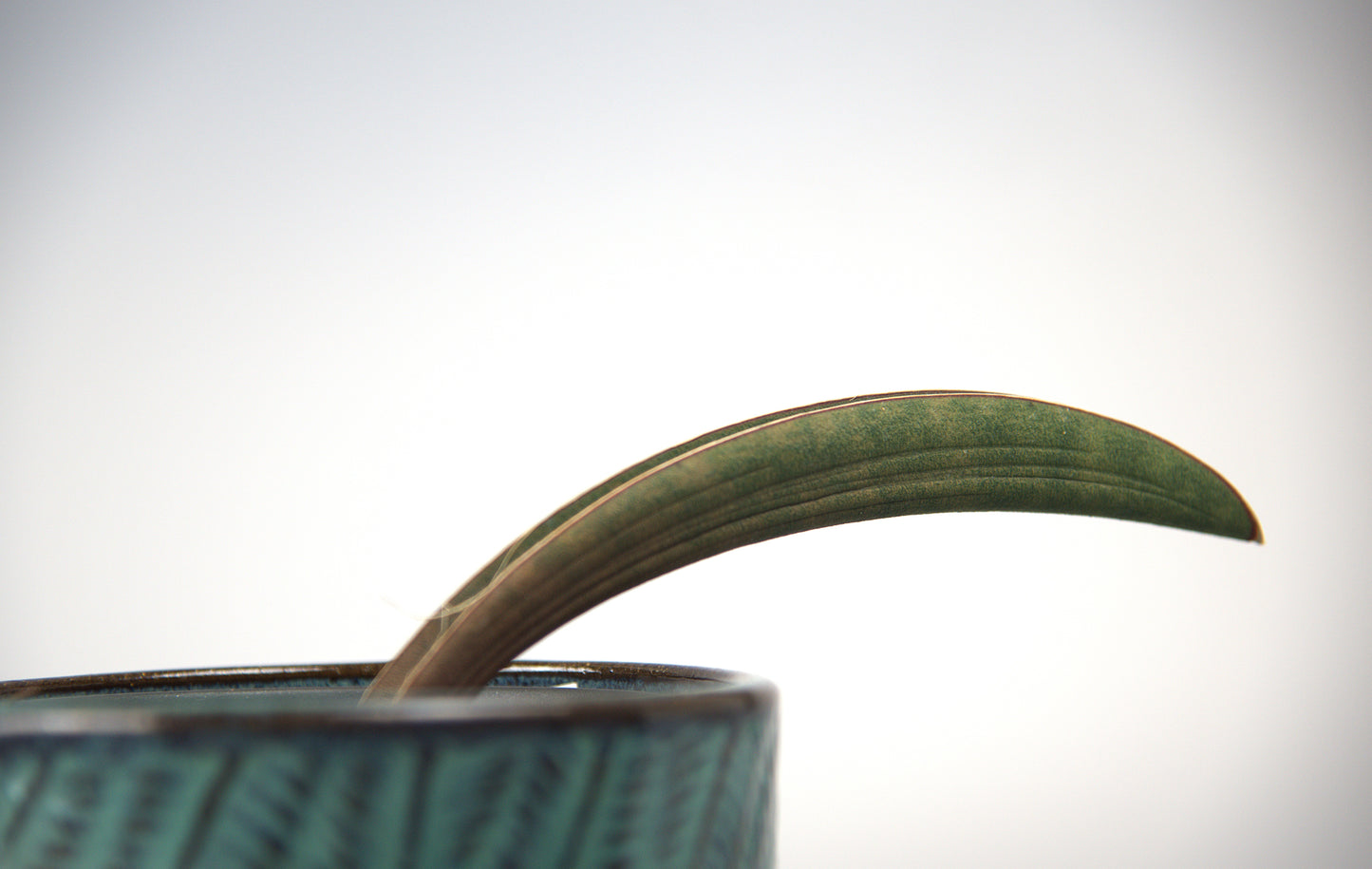 Sansevieria Pink Bat