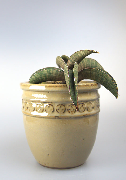 Sansevieria Pink Bat Roset