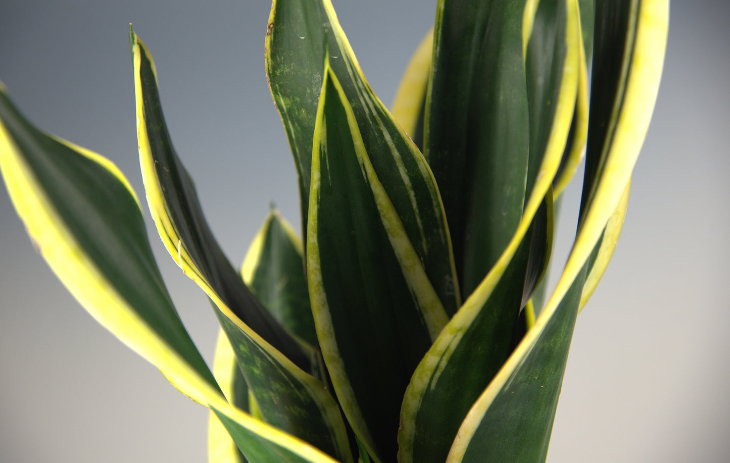 Sansevieria Trifasciata Black Gold