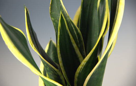 Sansevieria Trifasciata Black Gold